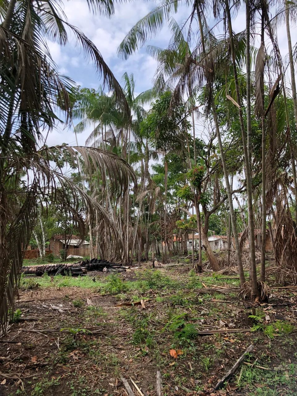 Foto - Belém - Murubira (Mosqueiro)