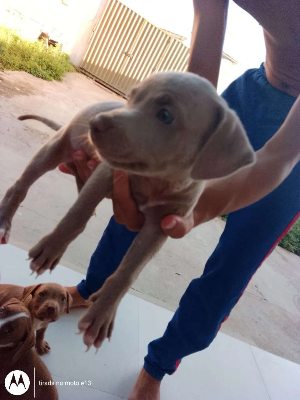 Filhotes de Pitbull
