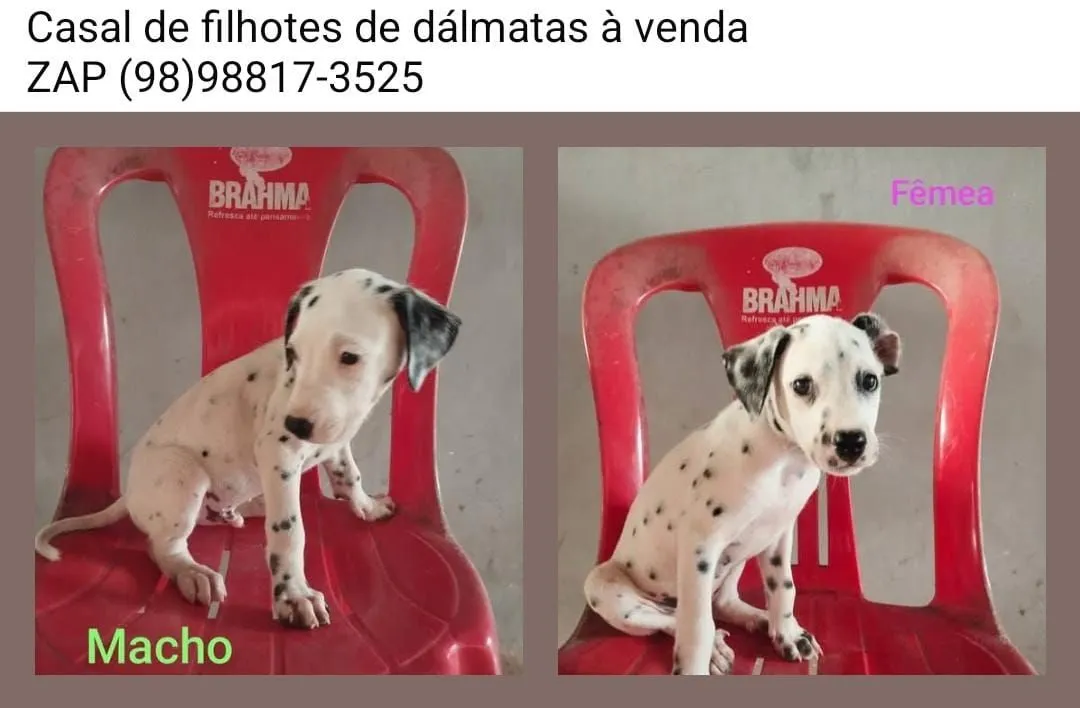 Filhotes de Dálmatas à Venda R$:300 reais
