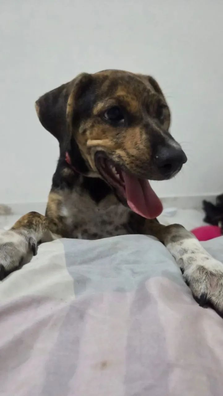 Filhote de cachorro para adoção - Foto 3