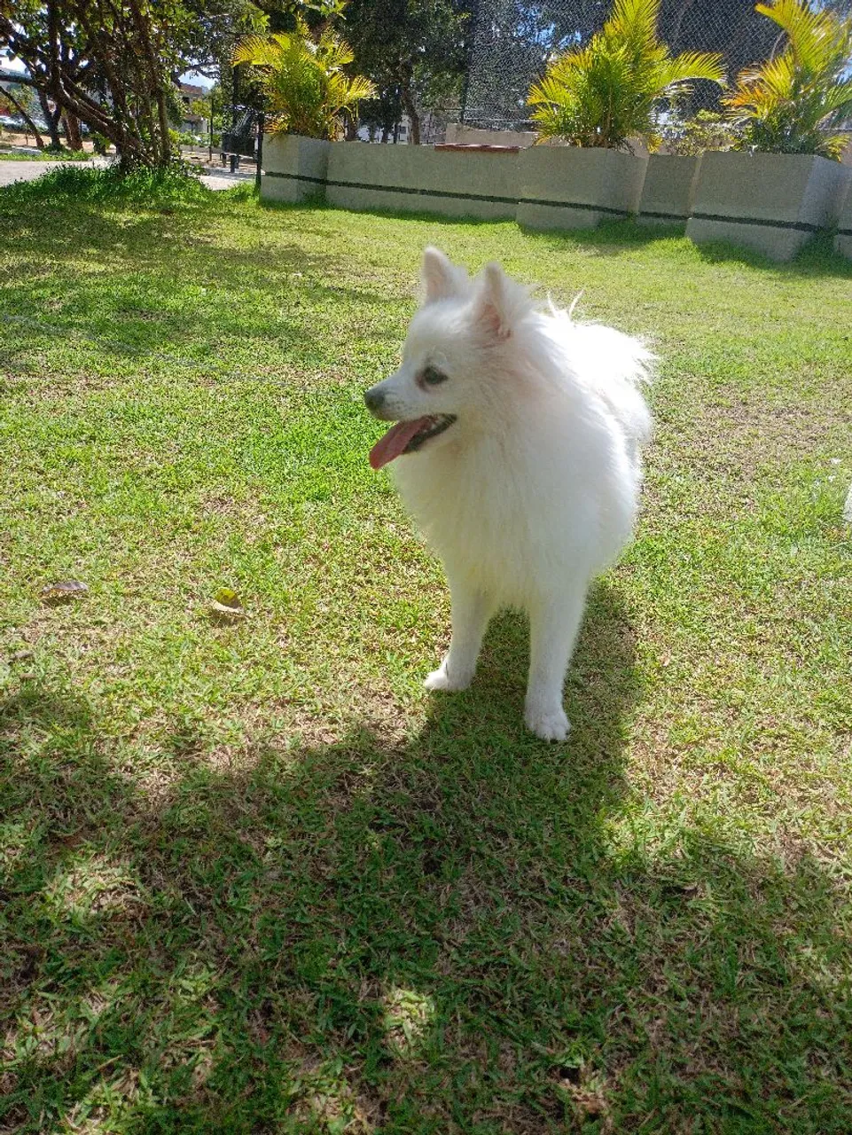 Spitz Alemão