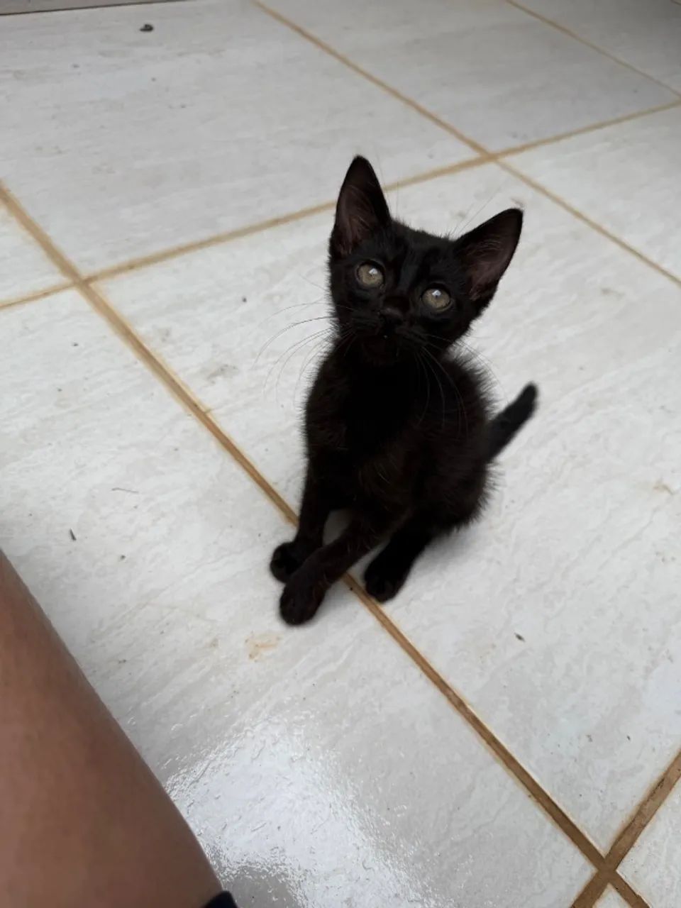 Doação de gatinhos - Foto 6