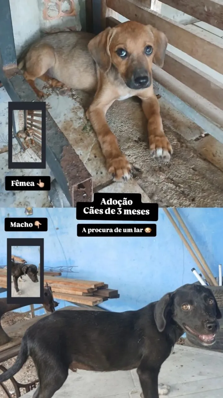 Cachorros para adoção - 3 meses