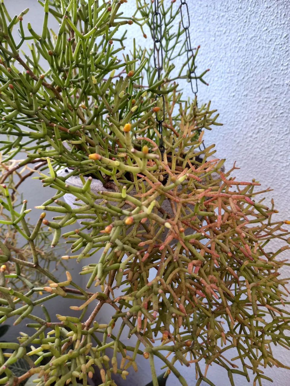  3 plantas pendente em vaso - Foto 3