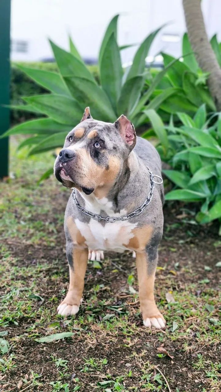 ADESTRADOR DE CÃES  - Foto 6