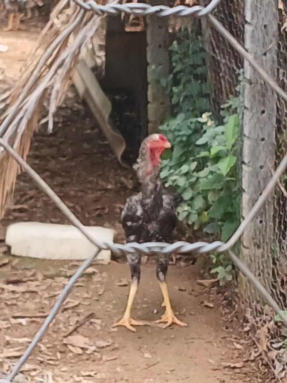 Vende-se galos gigante e perua fêmea 