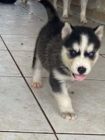 Filhotes de Husky Siberiano