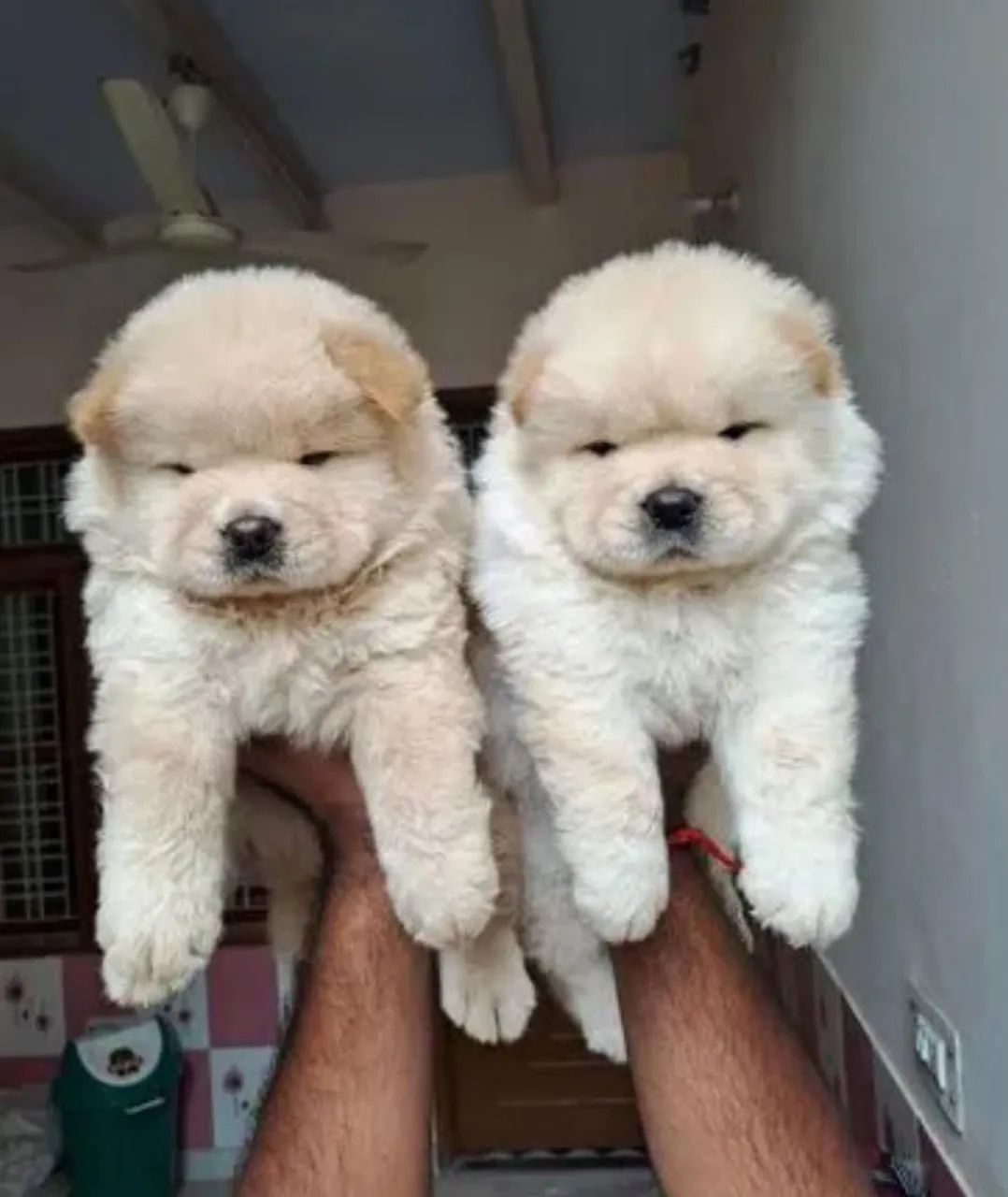 Filhotes Chow-Chow  - Foto 4