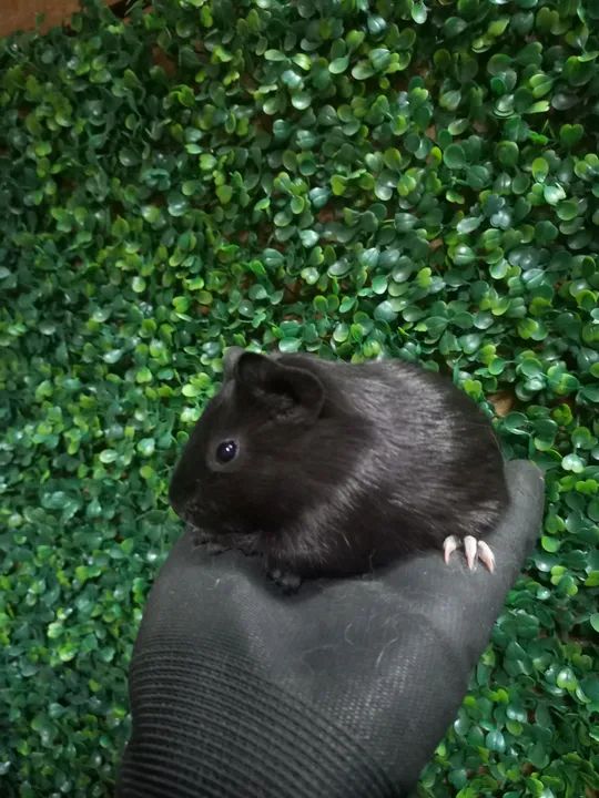 Porquinhos da india  - Foto 4