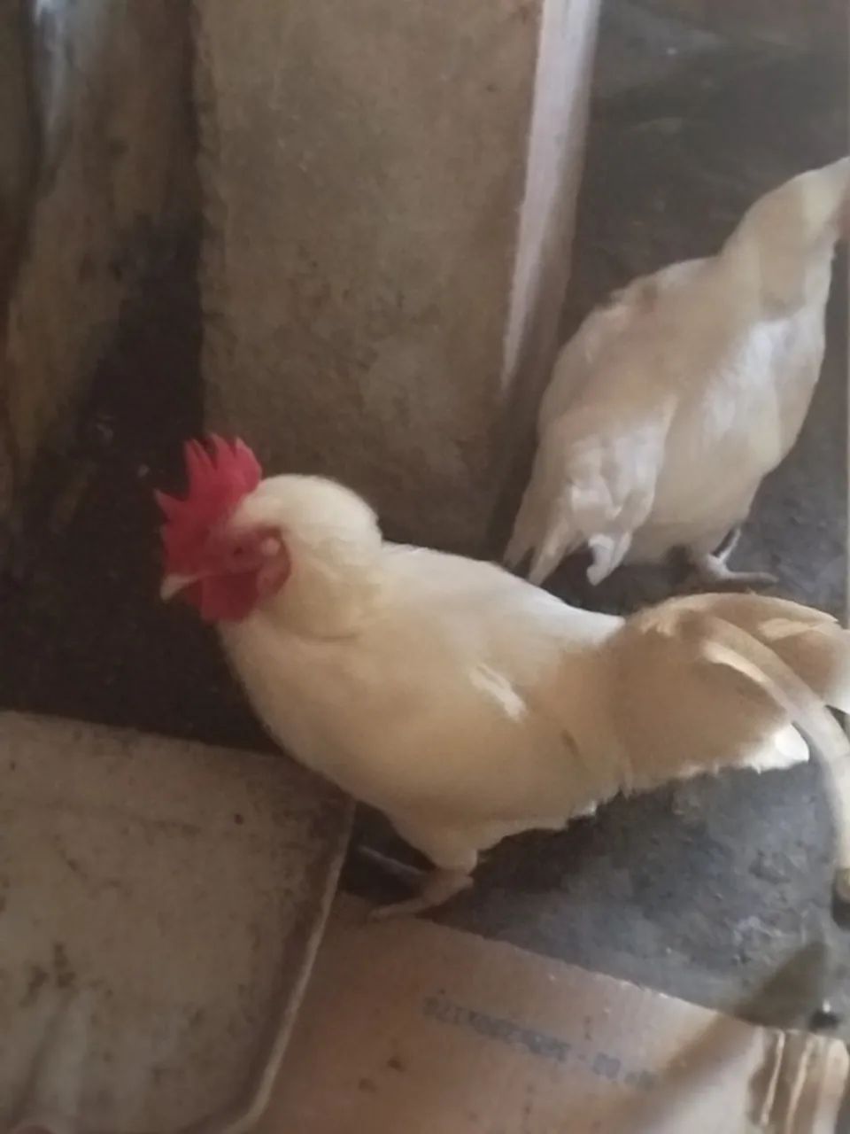 Vendo galinha - Foto 2