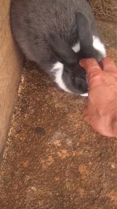 Coelho Mini Rex Cinza e Branco