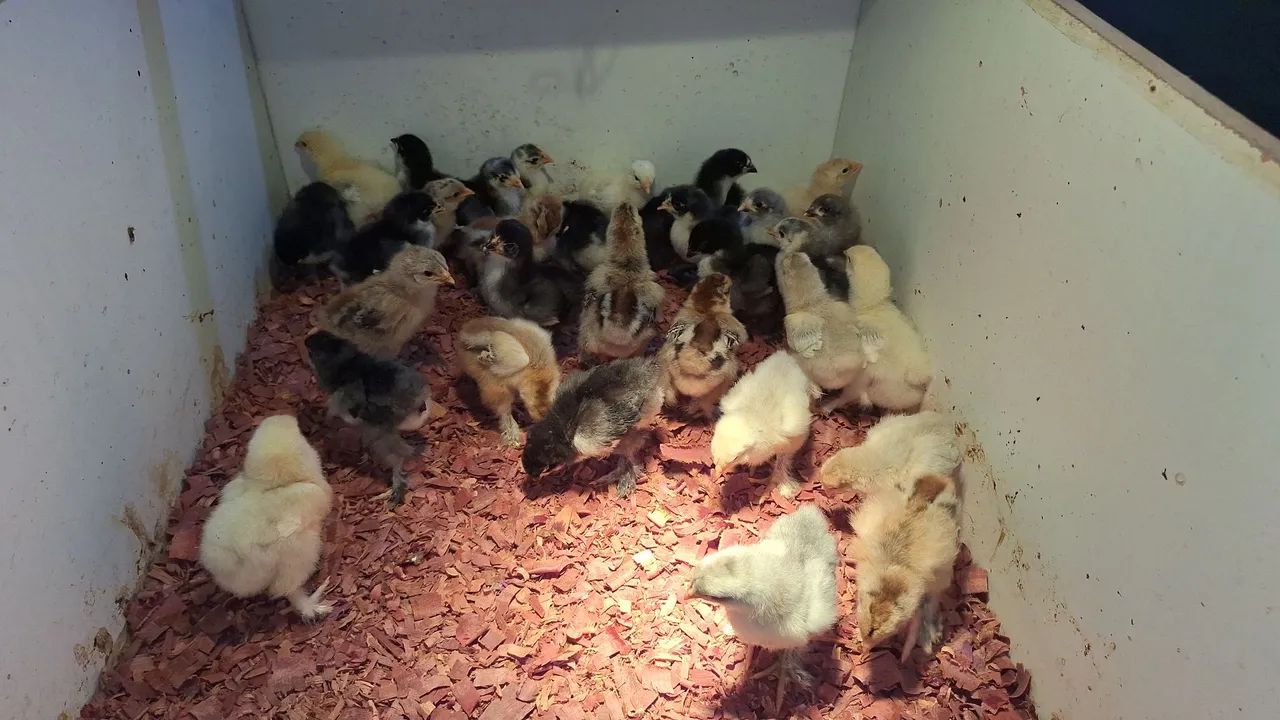 Pintinhos brahma