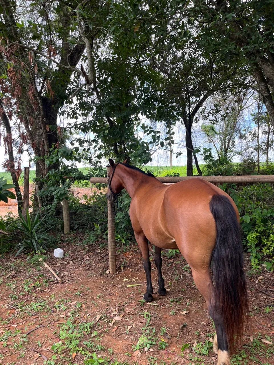 Égua MM filha de cavalo registrado  - Foto 2