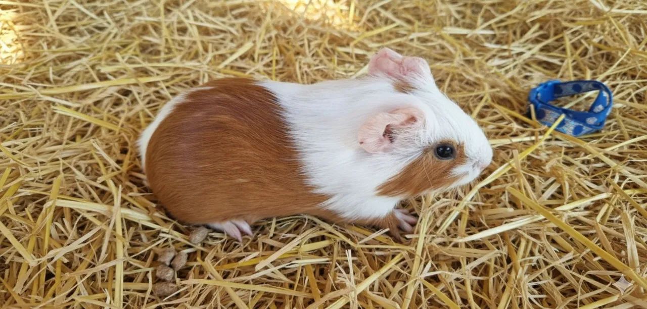 Porquinho da Índia femia 