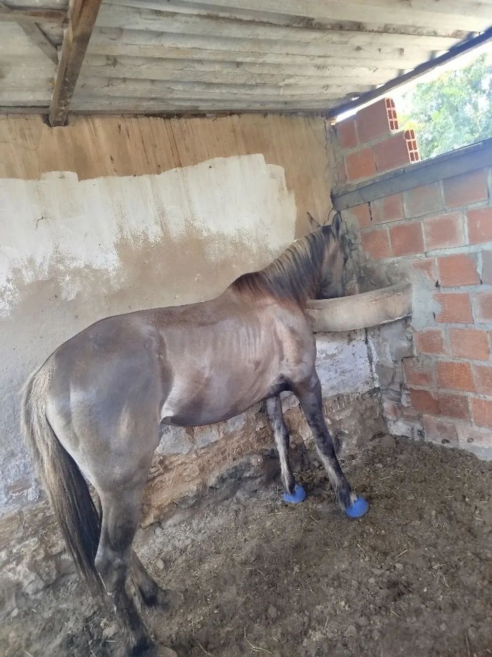 Égua QM vendo ou troco  - Foto 2