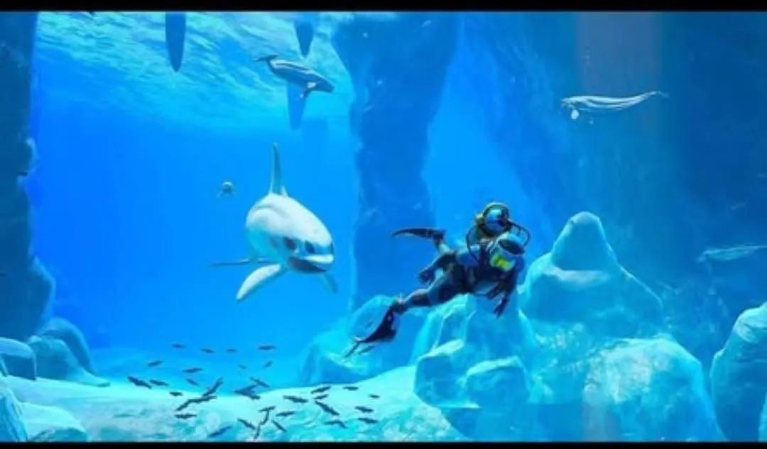 Endless Ocean: Luminous - Nintendo Switch - Foto 4