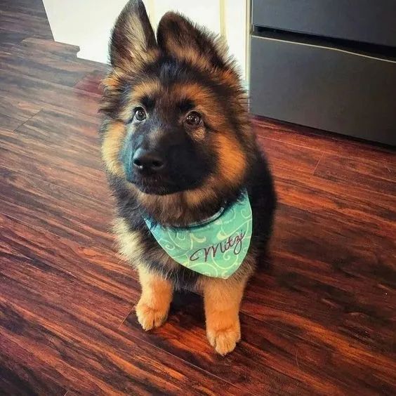 Cachorro Pastor Alemão Forte, Brincalhão E Saudável