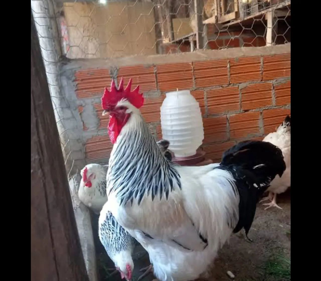 VENDO GALINHAS E FRANGOS 