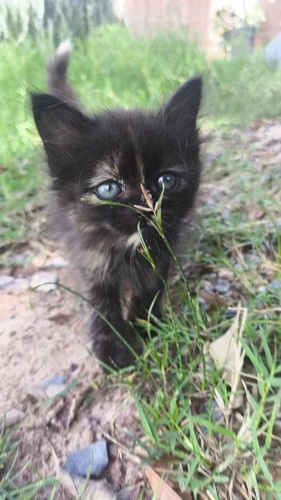 Persa mestiço (British long hair) - Foto 2