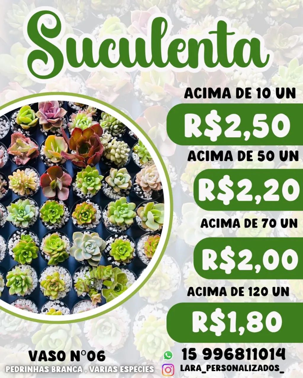 Suculentas 64294297664643120