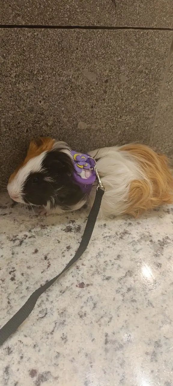 Porquinho da índia  - Foto 2