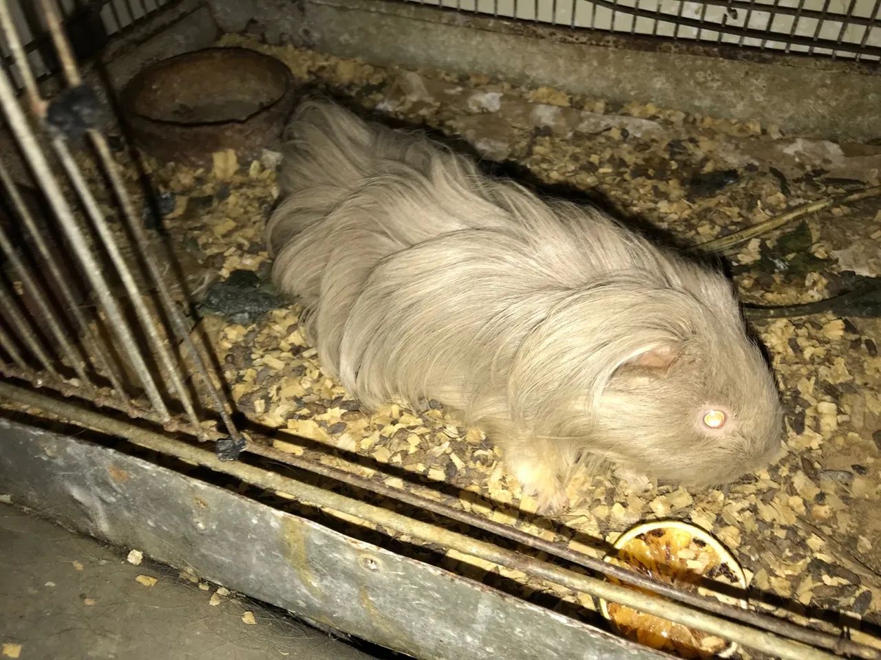 PORQUINHO DA ÍNDIA SHELTIE - VENDO - Foto 4