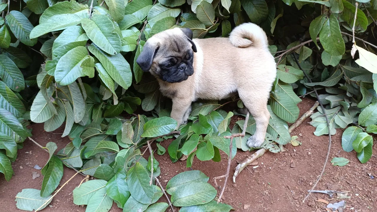 Filhotes de Pug macho