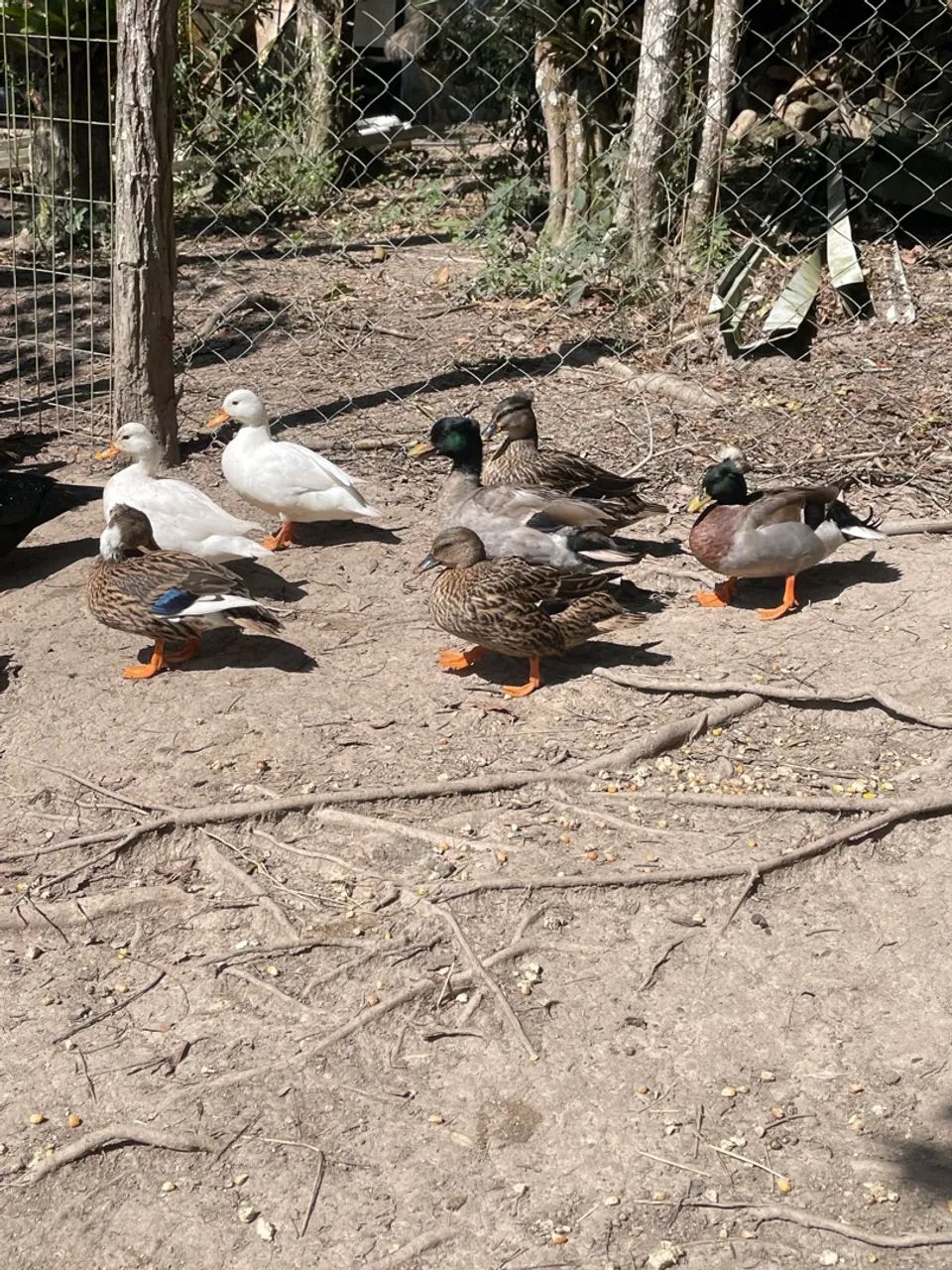 MINI MARRECOS COOL - Foto 2