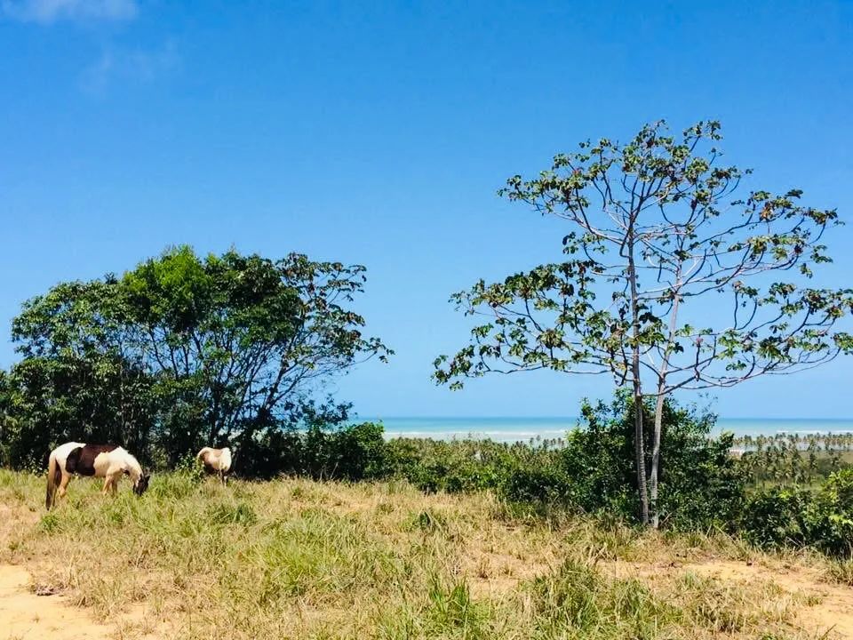 Área com 21.114m² em Milagres vistas ao Mar - Foto 3