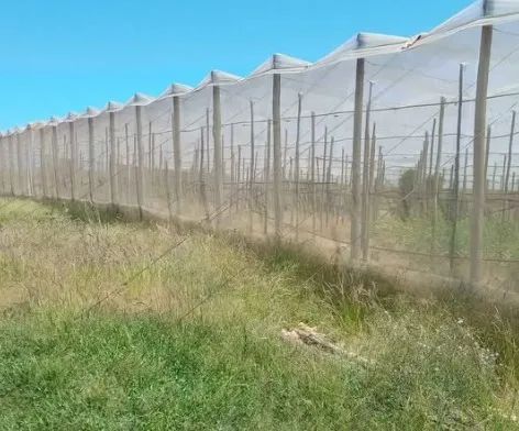 SÍTIO À VENDA EM PRESIDENTE ALVES - 1 ALQUEIRE - Foto 4