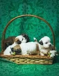 Shih Tzu só esperando seu abraço 