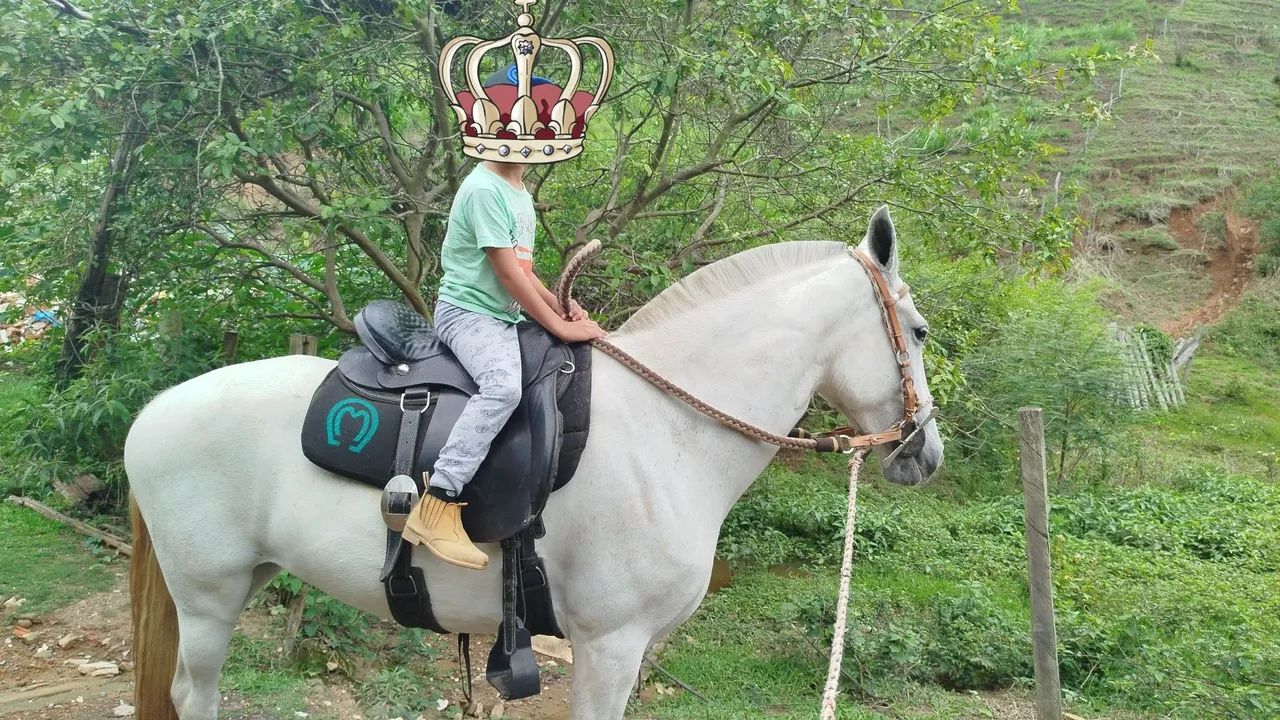 Égua tordilha 8 anos 