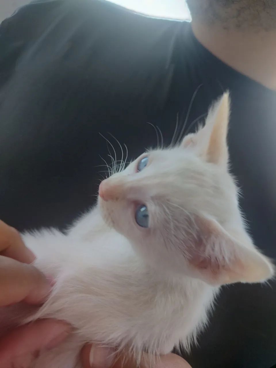 Gatinho branco macho de olho azul