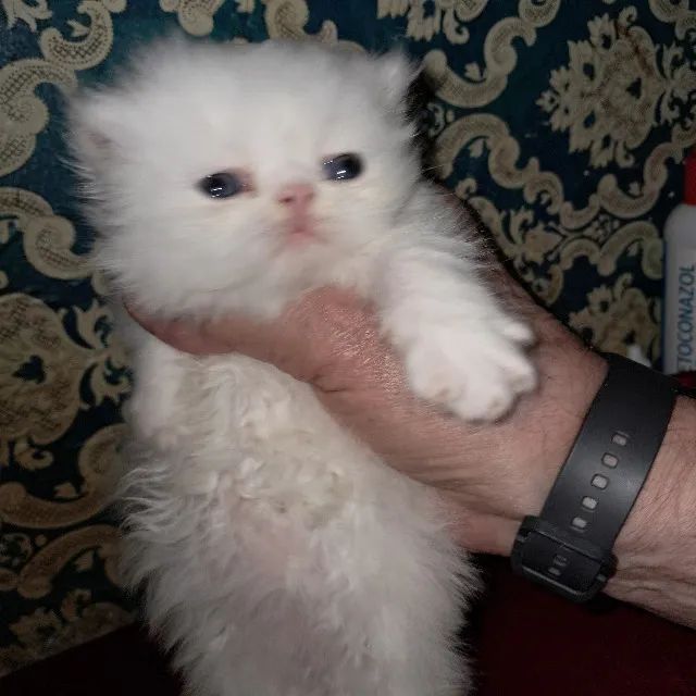 Filhotes de Gatos Persas com Pedigree - Foto 4