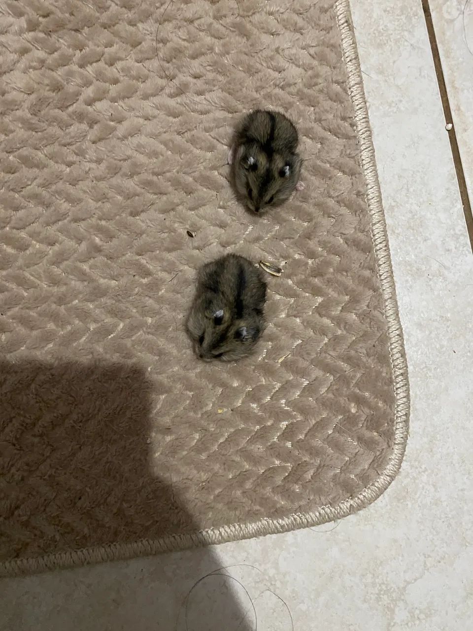 hamster anão russo filhote - Foto 4