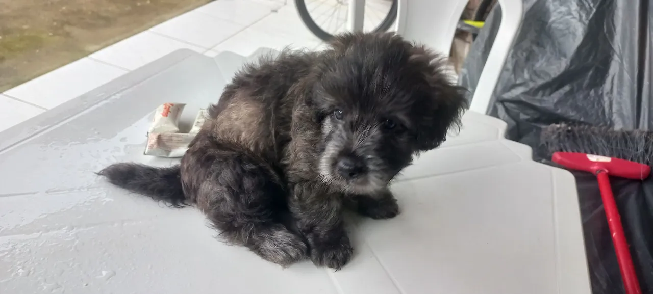 Filhote de cachorro poodle