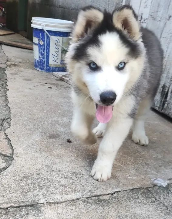 Filhotes de Husky Siberiano - Machos com Olhos Azuis - Foto 4