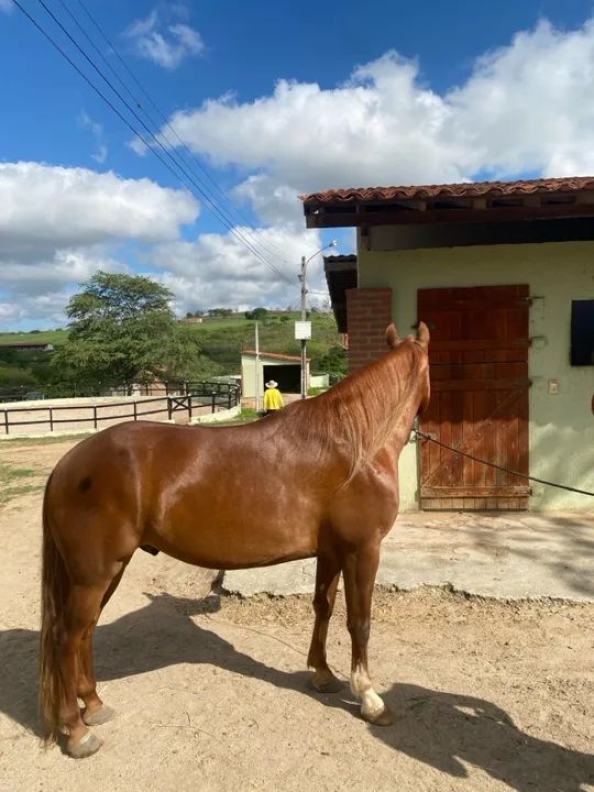Vendo cavalo mangalarga marcha picada  - Foto 4