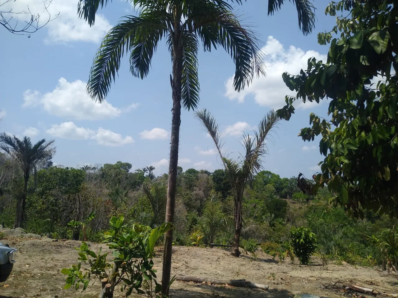 Alugo área de 6.000 M2 plantação