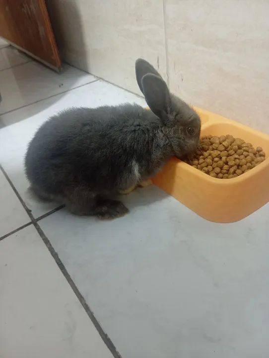 Coelho Lop Cinza - Foto 4