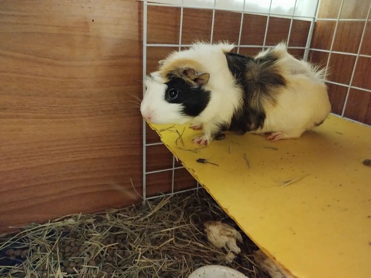 Porquinhas da índia  para adoção - Foto 2