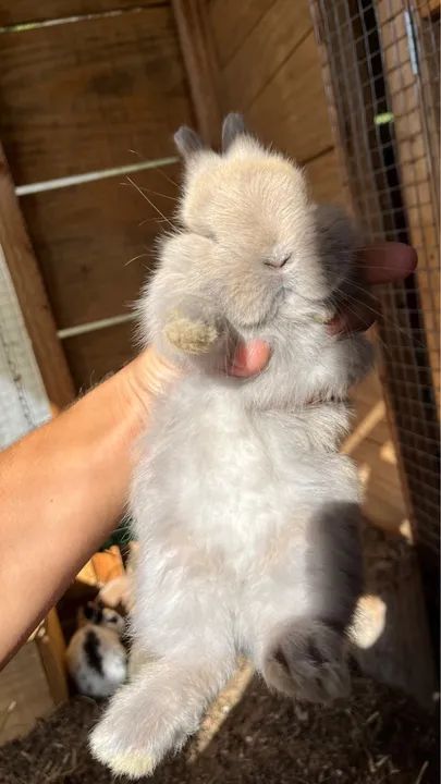 Mini coelho - Foto 4