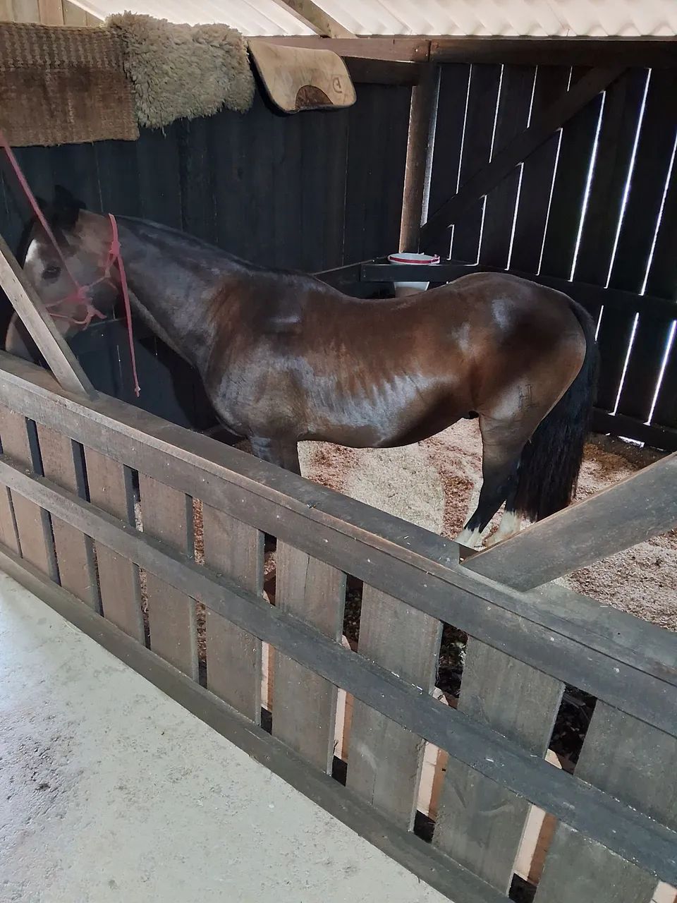 Cavalo crioulo a venda