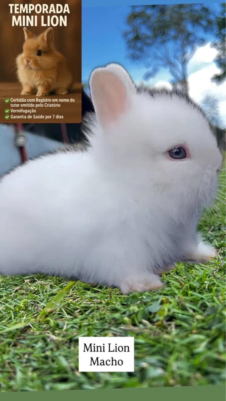 Mini Lion Macho - Coelho Fofo e Saudável