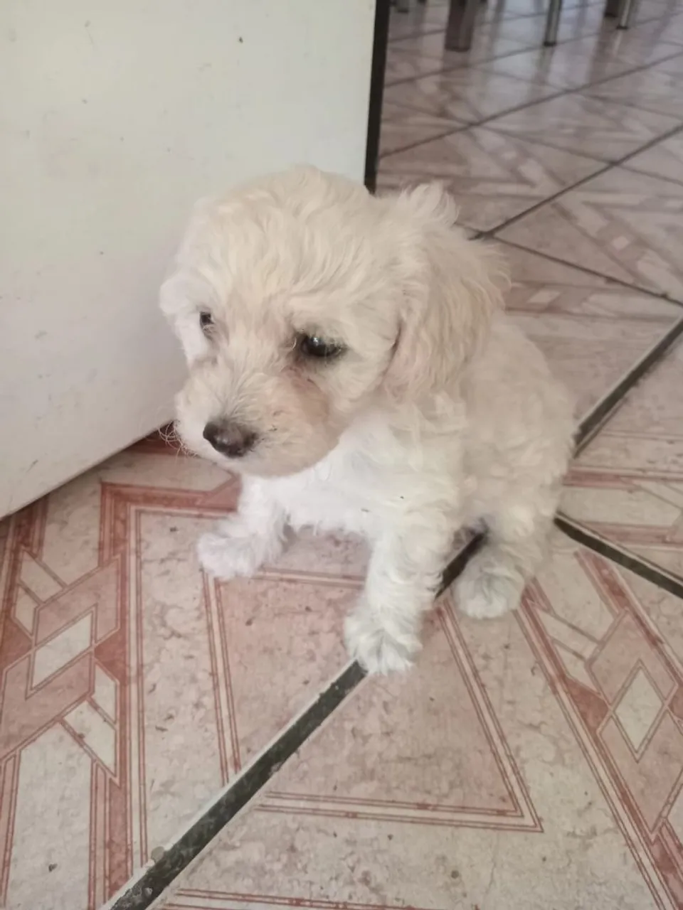 Filhote de Poodle um casal