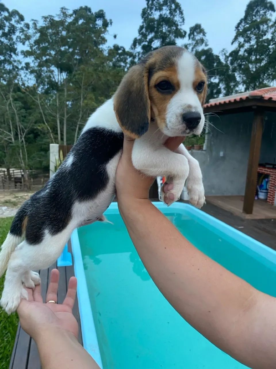  Promoção Filhotes de beagle  - Foto 2