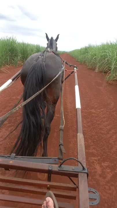 Egua top de charrete 