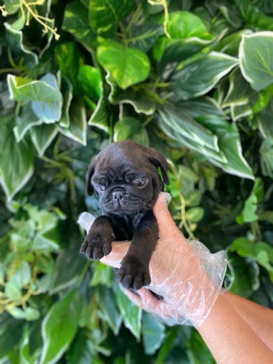 Pug - filhotes de 45 a 60 dias, a pronta entrega, what's para informações (11)9.4476-4862