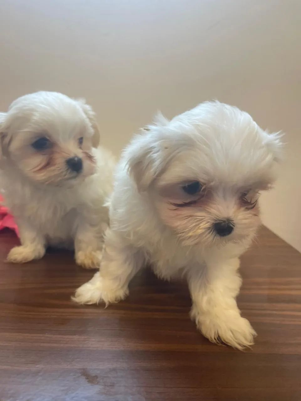 Maltês Mini - Bebês fofos e companheiros