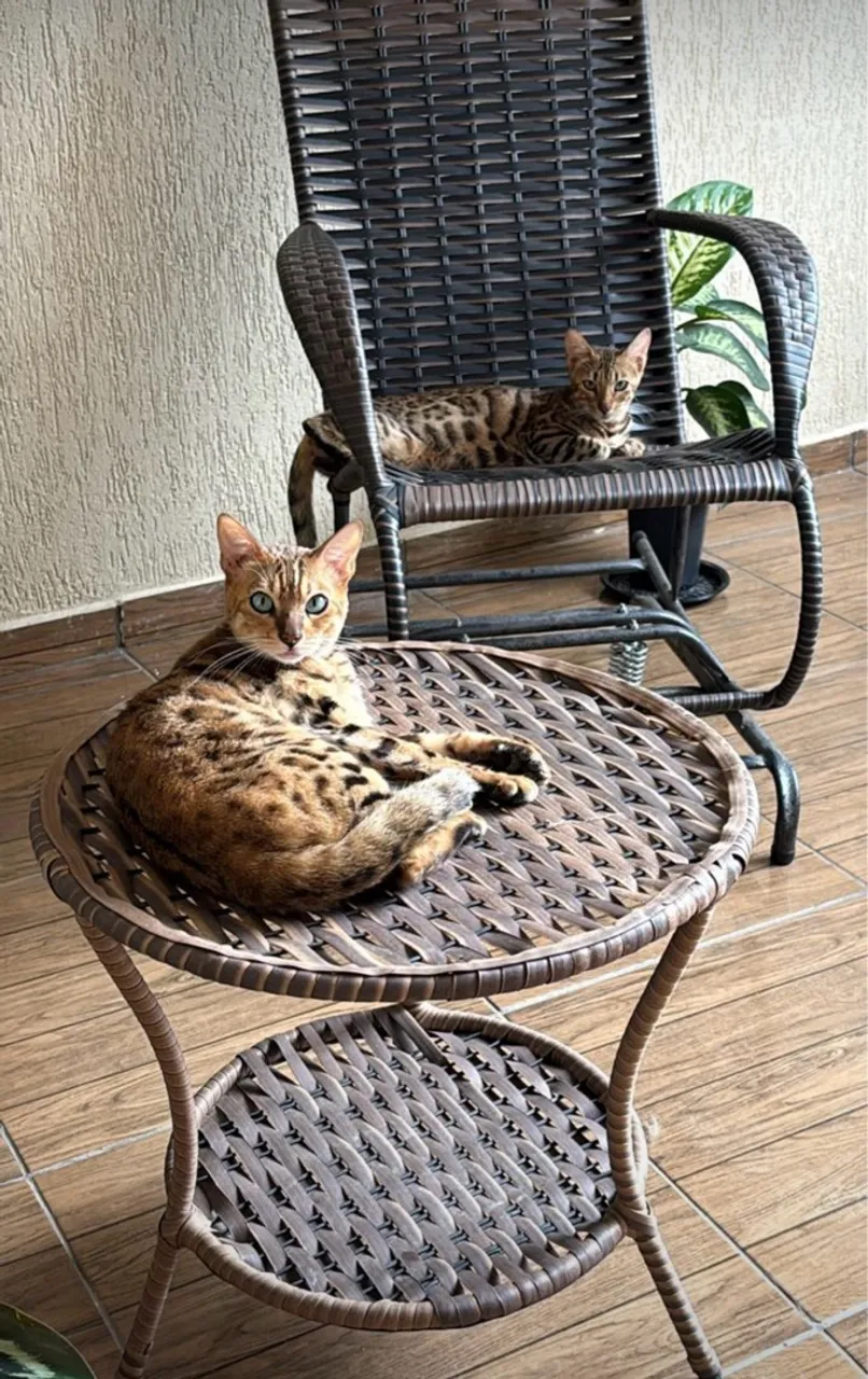 Filhote de gato Bengal